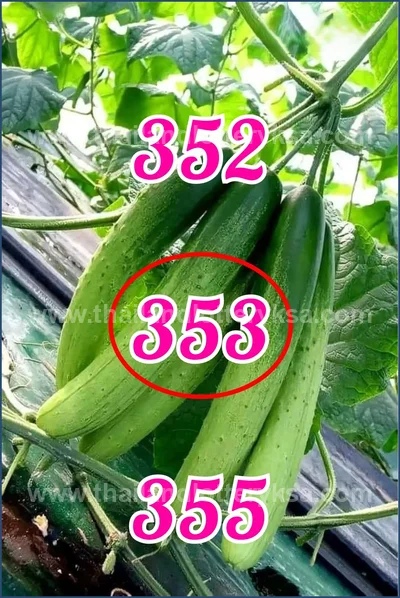 Thai Lottery Cut Digit 3d Tips Paper VIP HTF 16 June 2026