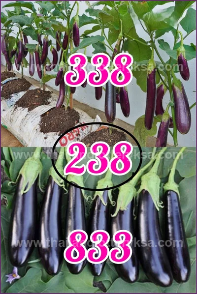 Thai Lottery Cut Digit 3d Tips Paper VIP HTF 16 June 2026