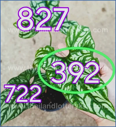 Thai Lottery Result 100% Sure Number Numbers 16th June 2026
