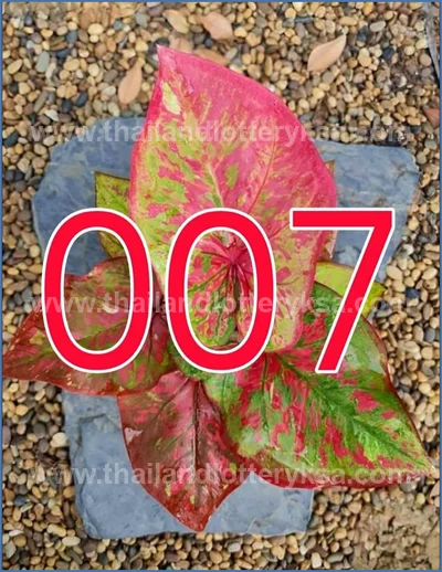 Thai Lotto Numbers 3Up Final Game Formula Direct 01-7-2026